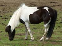 Schwarzweiß geschecktes Islandpferd